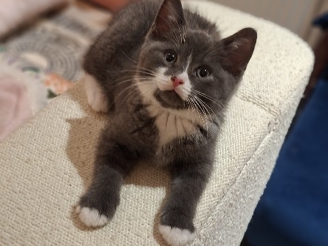 British Shorthair – British short hair kitten – Greater London