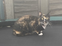 Others - Rehome pregnant cat  available for adoption in London