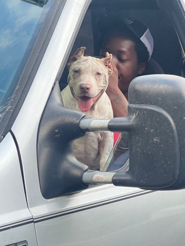 American Bulldog – American bully