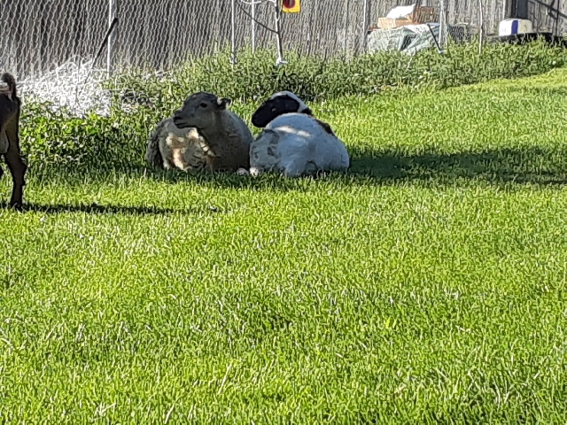 female sheep
