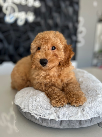 Poodle – Poodle Mini Red