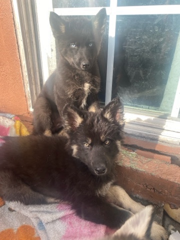Siberian Husky – Black Mixed, Pure bread Siberian husky & German shepherd
