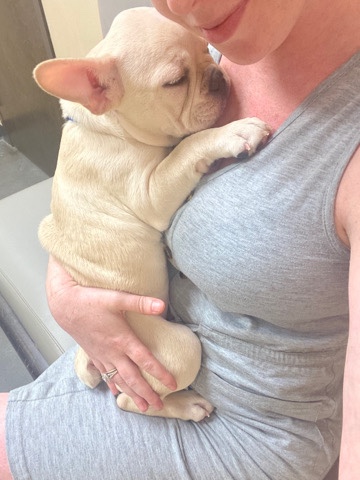 French Bulldog – French bulldog puppy