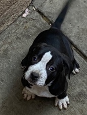 American Pit Bull Terrier – female dog