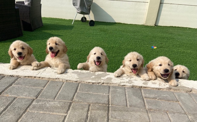 Golden Retriever – Golden retriever