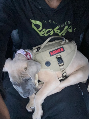 Cane Corso – beautiful cane corso
