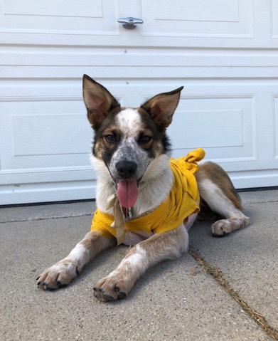 Australian Cattle Dog – mini Aussie/Heeler mix