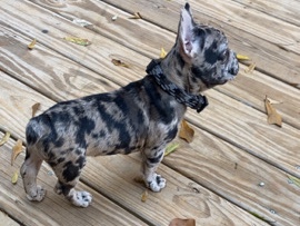 French Bulldog – Merle Frenchie – McDonough