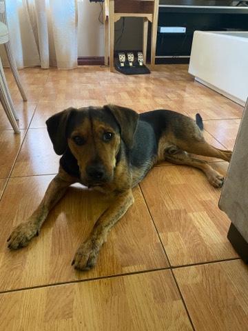 Beagle – beagle x kelpie