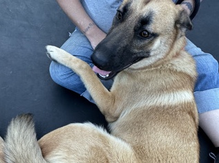 German Shepherd – German Shepherd, Rottweiler, greyhound husky – Danville
