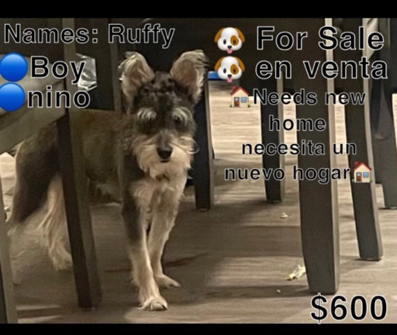 Miniature Schnauzer – puppy for sell
