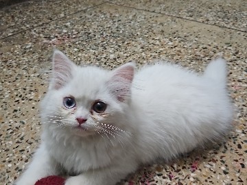 Persian (Modern) – petsian cat white color – Gwalior