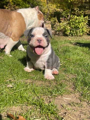 Bulldog – bully pups