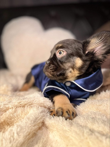 French Bulldog – male fluffy for sale