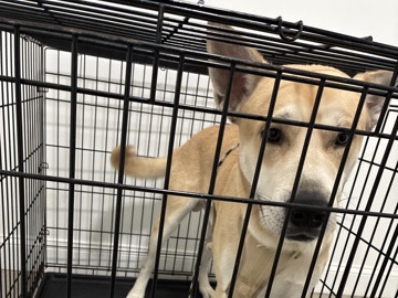 German Shepherd – German shepherd mix breed – Philadelphia