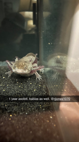Baby Axolotl