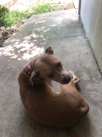 American Pit Bull Terrier – blue nose pitbull