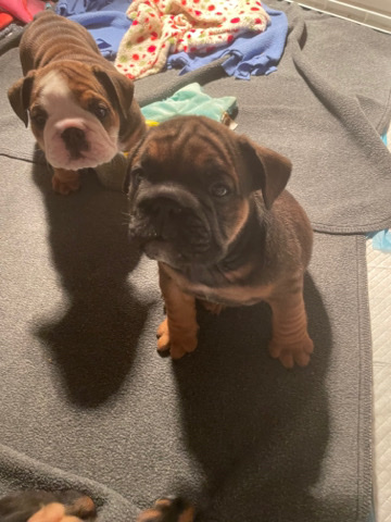 Bulldog – English bulldog puppies