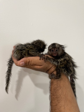 marmoset – Marmoset monkey