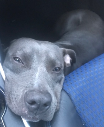 American Pit Bull Terrier – NuNu/Mamas