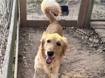 Golden Retriever – Golden Retriever Female Dog- Full blooded – Rosenberg