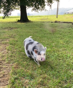Miniature Pig