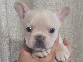 AKC French bulldog 