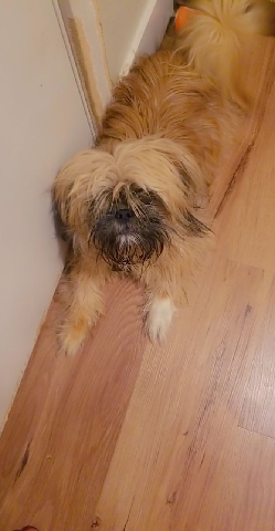 Shih Tzu – cute energetic puppy