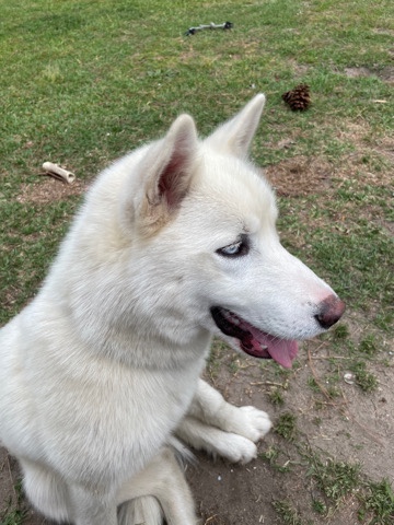 Siberian Husky – Siberian husky
