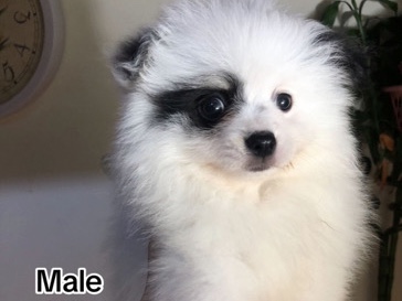 Pomeranian – Super Sale: Teacup Pomeranian – Abu Dhabi