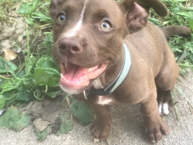 American Pit Bull Terrier – Pitbull Terrier