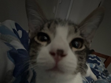 American Shorthair – Friendly American Shorthair Cat – 1 Year Old – Arlington