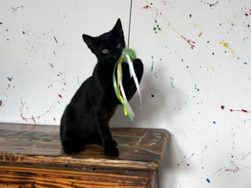 European Shorthair – Kater Spuky sucht schweren Herzens ein liebevolles Für-immer-Zuhause 🐈‍⬛❤️ – Kassel