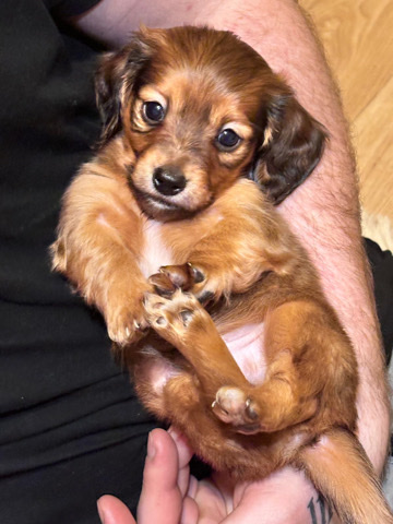 Dachshund – ⭐️Miniature Long Haired Dashounds⭐️