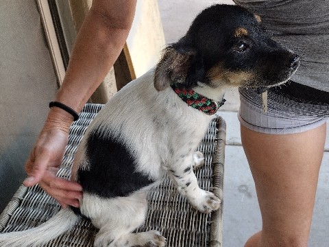 Chihuahua – Chihuahua mixed puppies – Phoenix