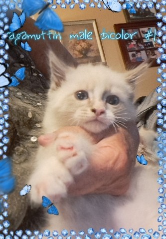 Ragamuffin – ragamuffin kittens 😸 ♥️