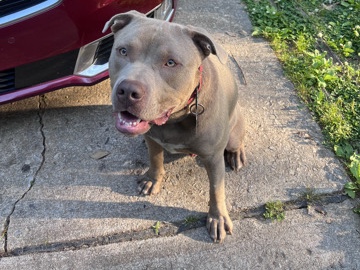 American Pit Bull Terrier – Bane – Atlanta