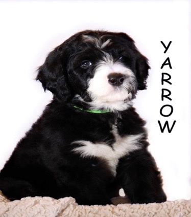 Poodle – Sheepadoodle yarrow