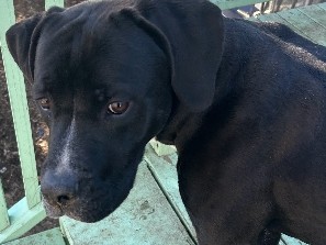 Cane Corso – Cane Corso&Great Dane mix – Colorado Springs