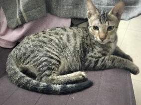 04 male Kittens for adoption 