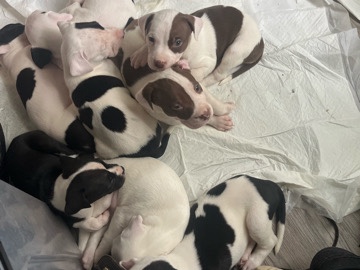 American Pit Bull Terrier – im selling all her siblings – Ellenwood