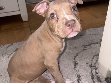 American Pit Bull Terrier – Well-bred American bully mixed with pit bull terrier female puppy raised in home – New York