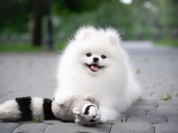 Pomeranian β dog mating β Mission Hills