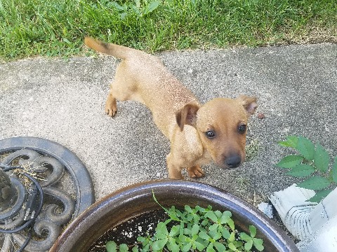 Chihuahua – very lovable – Dayton