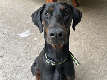 Doberman Pinscher – Rehome my 2 year old Doberman – Tampa