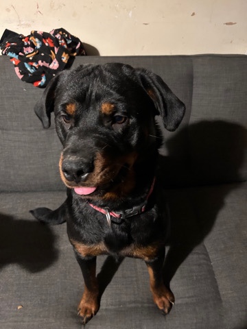 Rottweiler – female Rottweiler