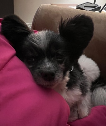 Papillon – 5 Year Old papillon