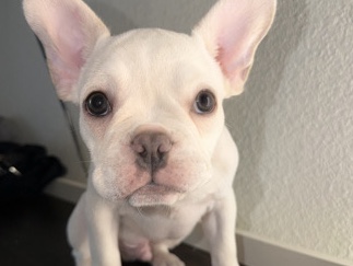 French Bulldog – Platinum French Bulldog – Riverside