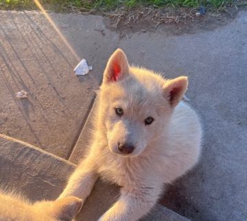 Siberian Husky – Husky puppies