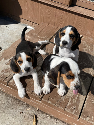 Beagle – litter of pure beagle puppies - 2 boys, 1 girl